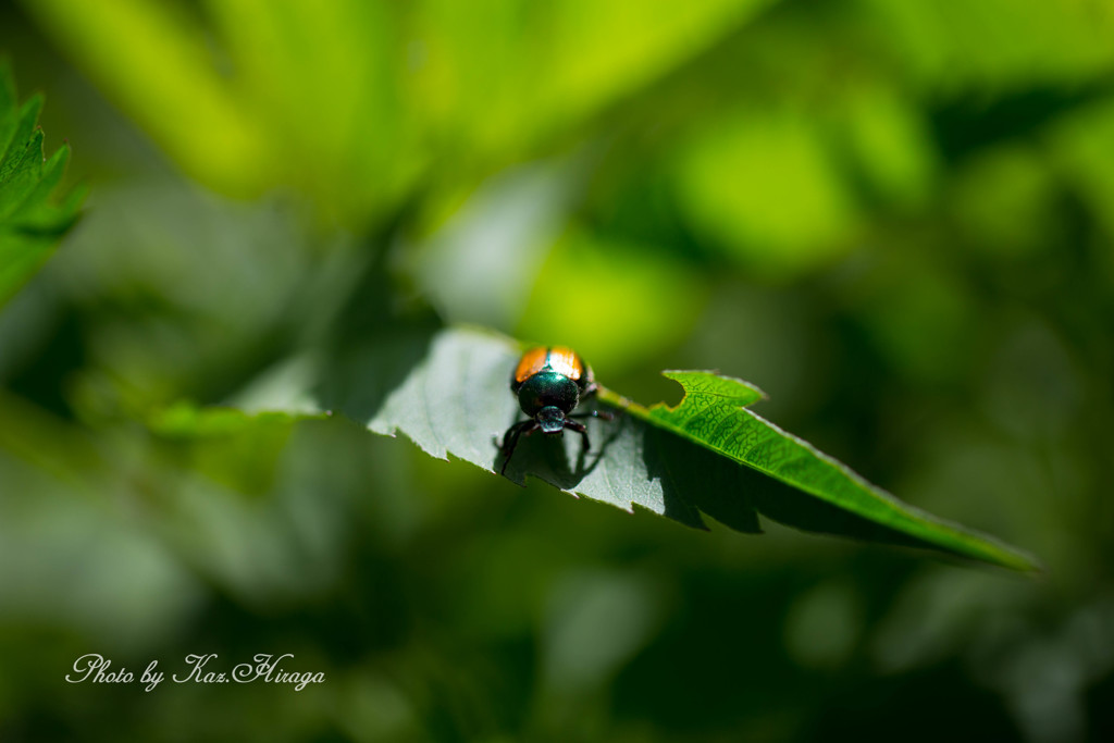 Insects