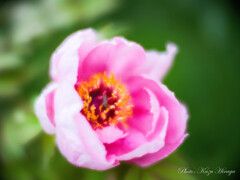 Lensbaby velvet 55mm