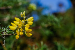 Año Nuevo State Park