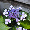 紫陽花に蜂