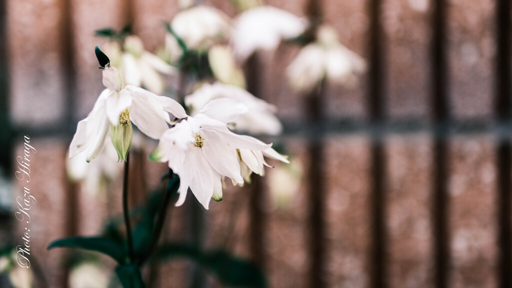 SIGMA 30㎜ f1.4 DG DN X-mount
