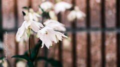 SIGMA 30㎜ f1.4 DG DN X-mount