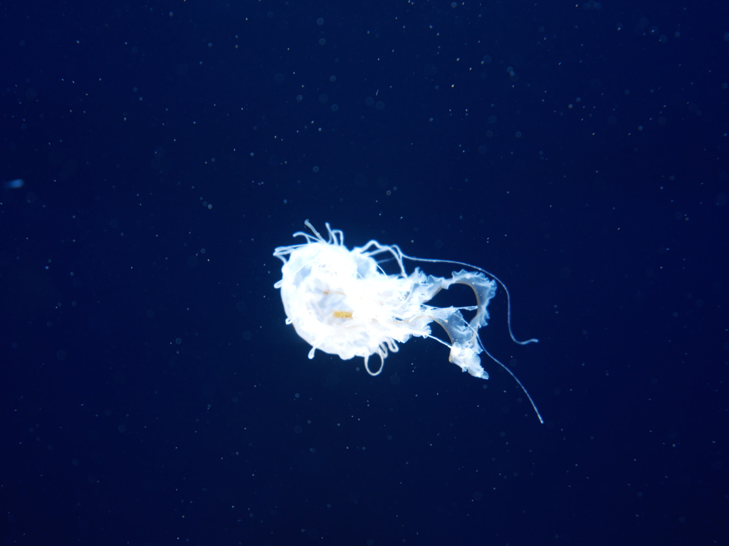 クラゲ水族館