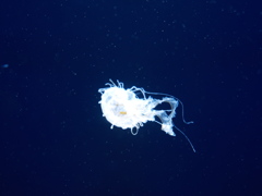 クラゲ水族館