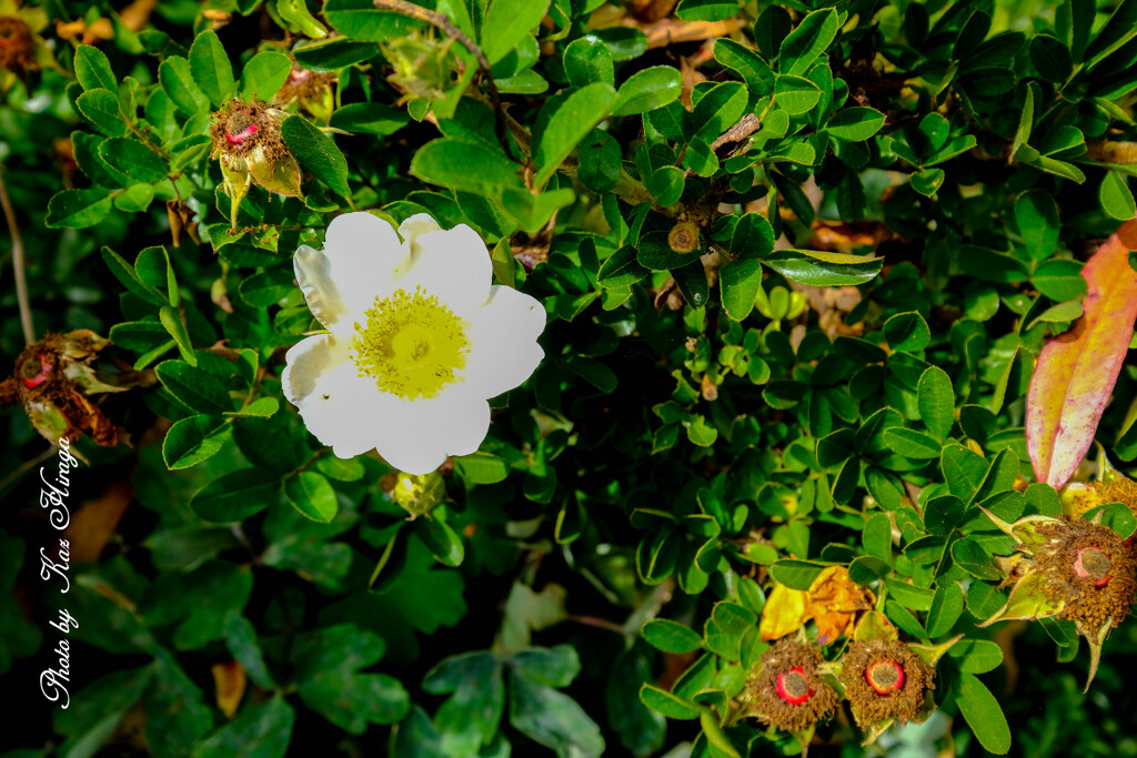 At a San Francisco Botanical Garden