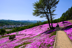 滝上芝桜公園