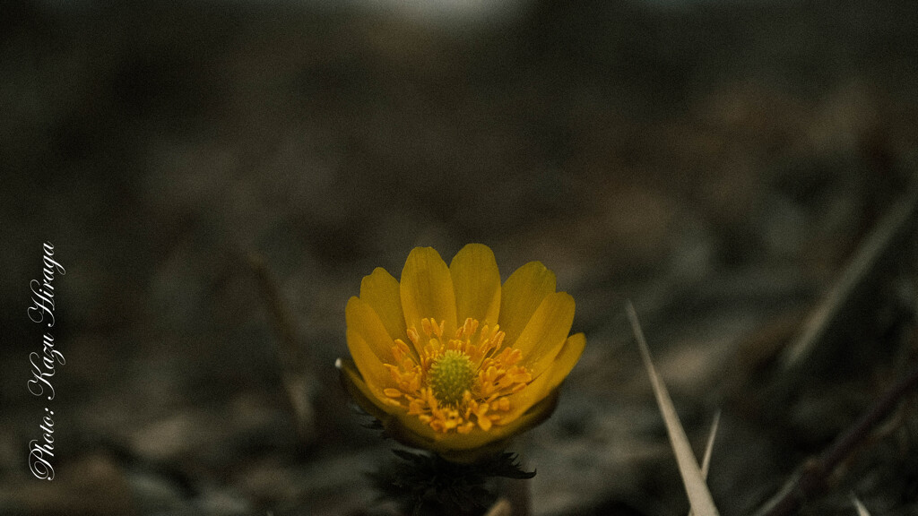 春ですなー