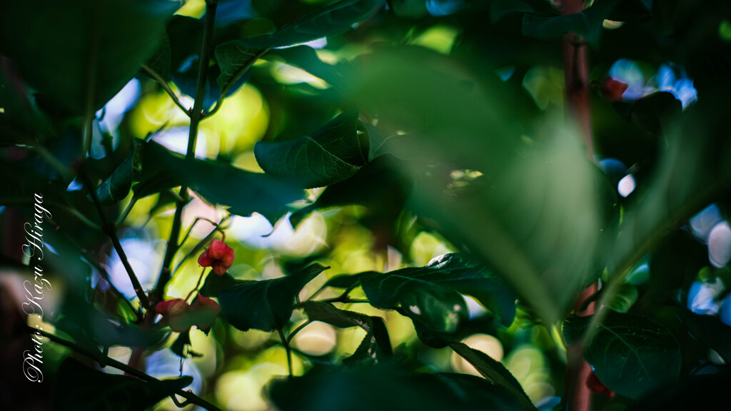 GFXでSuper-takumar 50mm