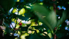 GFXでSuper-takumar 50mm