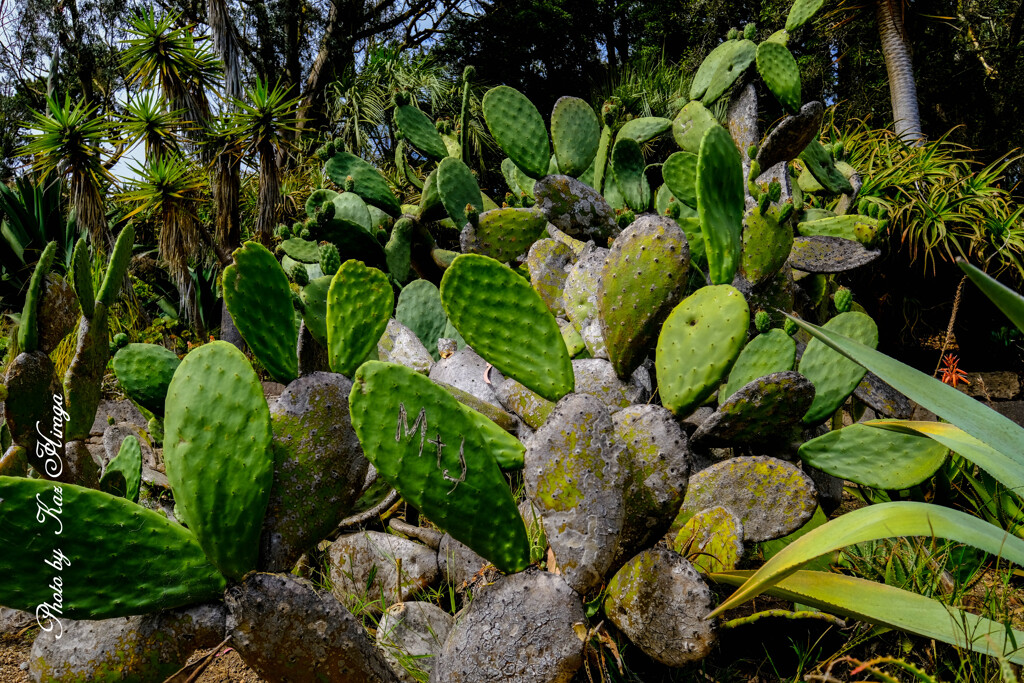 At a San Francisco Botanical Garden