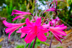 At a San Francisco Botanical Garden