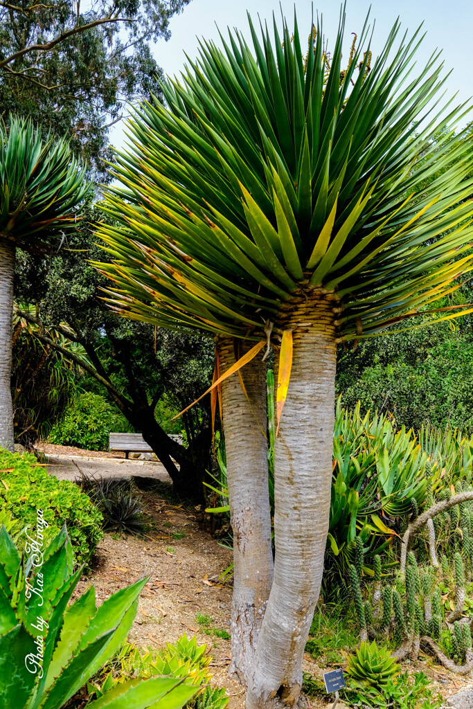 At a San Francisco Botanical Garden