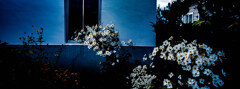 Flowers bloom in an empty house