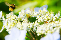 Bee