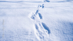 Footsteps of wild rabbits