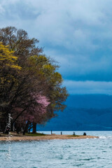五月の連休、洞爺湖畔の桜