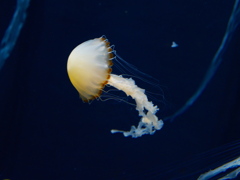 クラゲ水族館