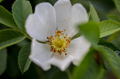主のいなくなった庭の花③