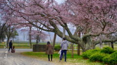 百年桜の下で