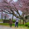 百年桜の下で