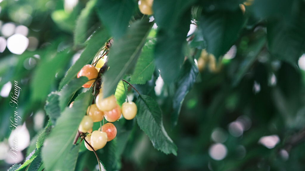 SIGMA 56mm f1.4 DC DN