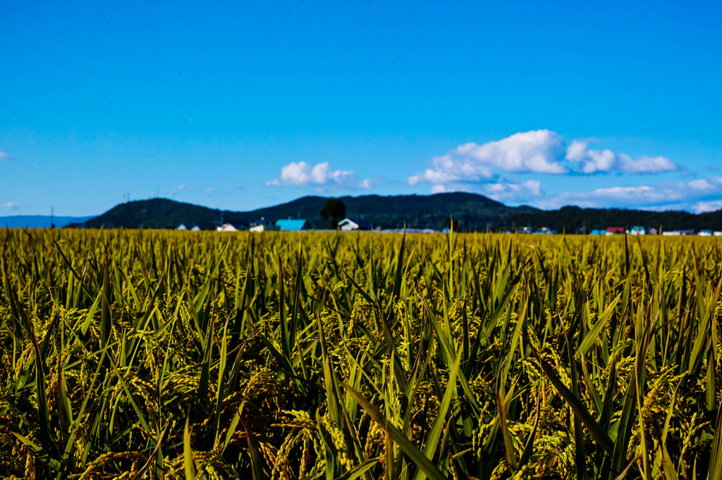 東川町の水田