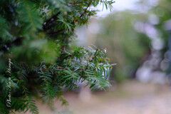NOKTON Classic 40/1.4
