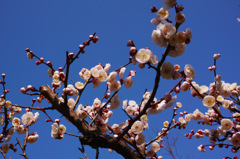 大濠公園そば日本庭園にて　2