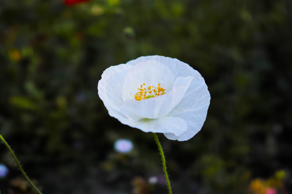 朝6時の花-5