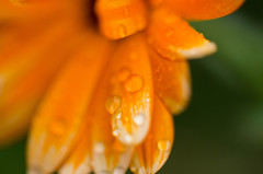 小雨のあと