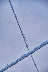 雪が降ってきた！