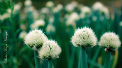 葱坊主（onion flower head）