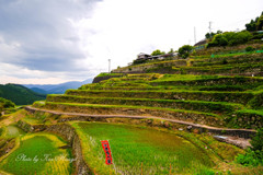 丸山千枚田