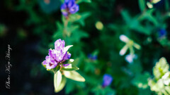 GFXでSuper-takumar 50mm