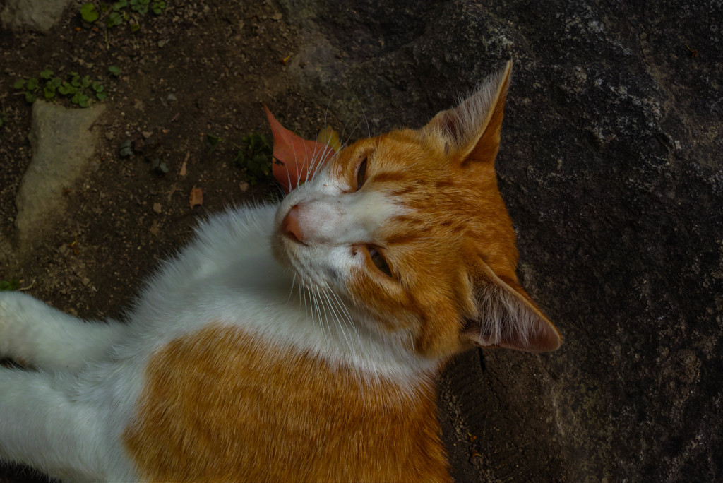 ニャンちゃん　二号