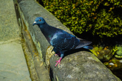 水前寺公園のはと