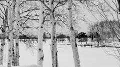公園散歩
