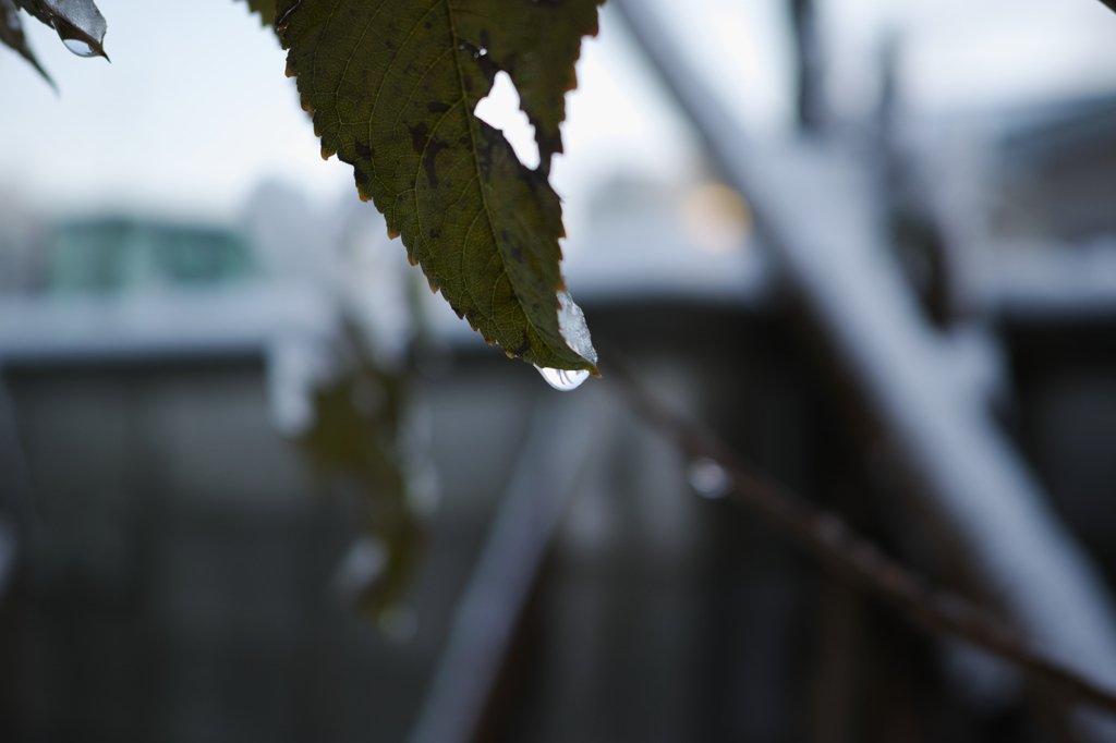 雪の雫