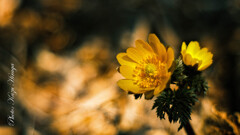 Super-Takumar 1:2/55