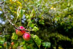 At a San Francisco Botanical Garden