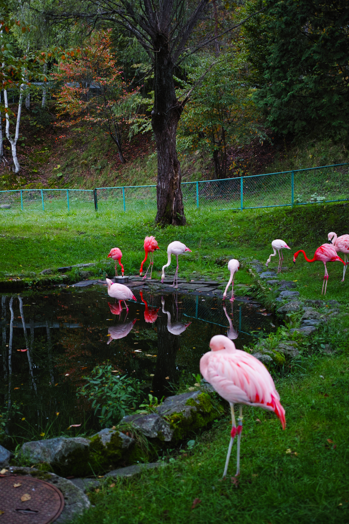 旭山動物園