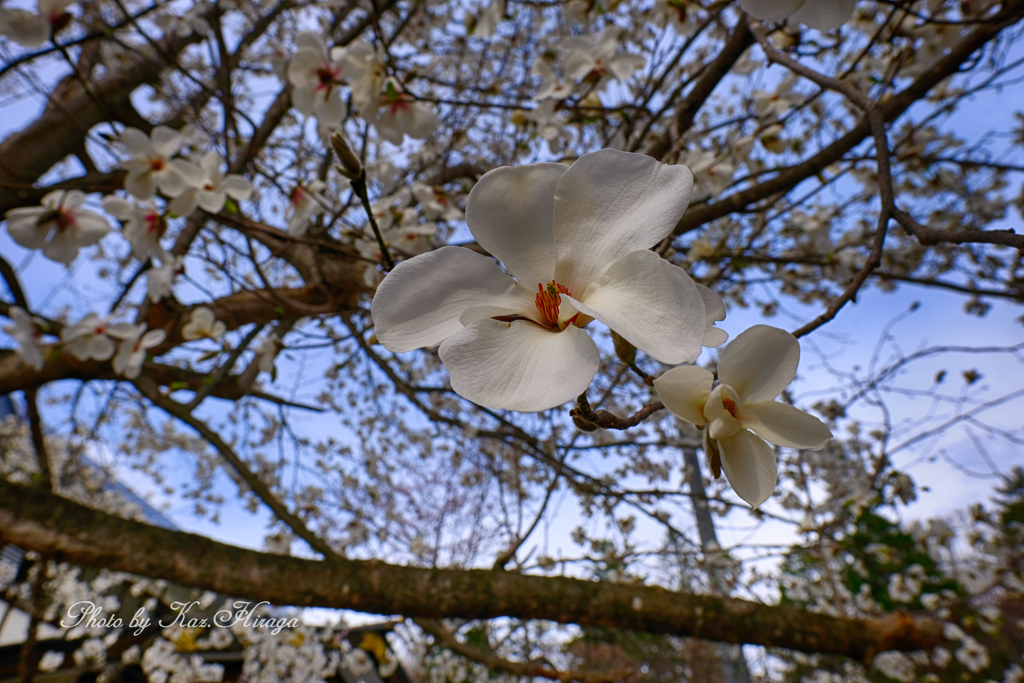 辛夷の花、今年は横向きに咲く