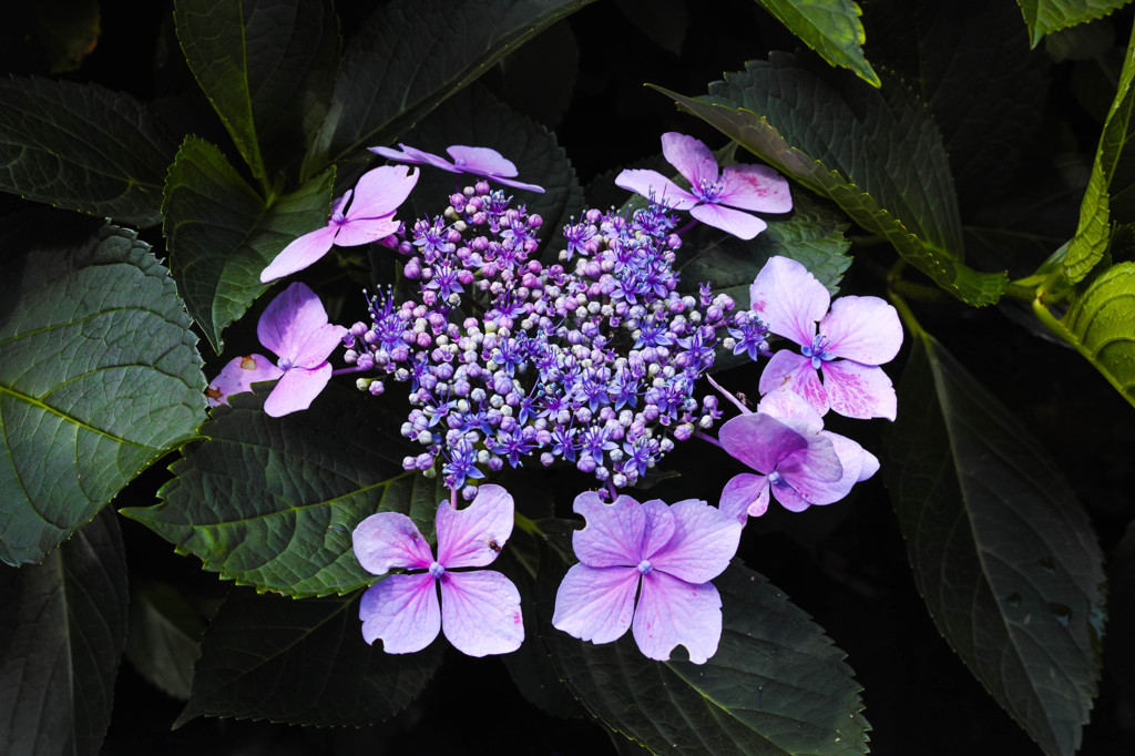 紫陽花