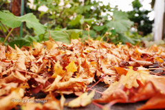 Scenery of autumn
