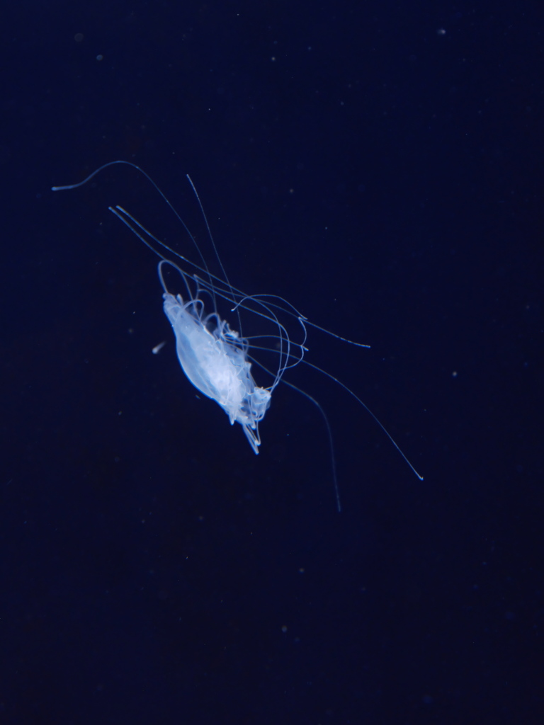 クラゲ水族館