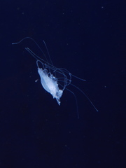 クラゲ水族館