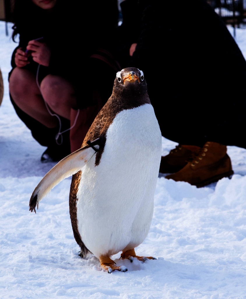 冬の旭山動物園、ジェンツーペンギン
