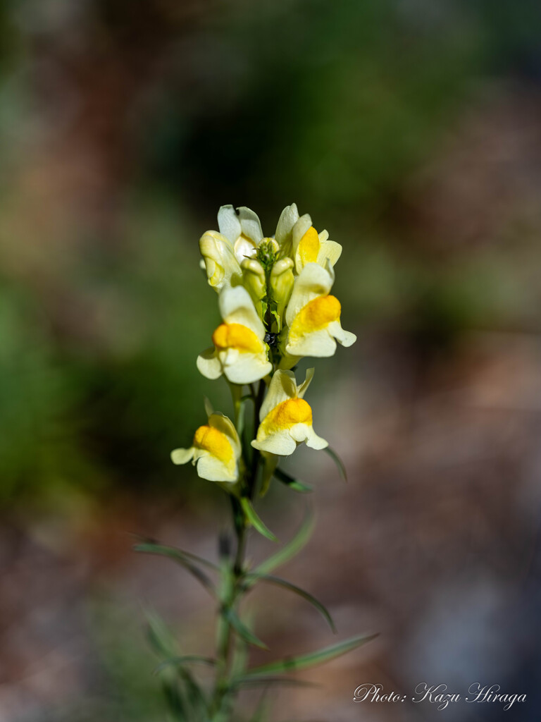 路傍の草花