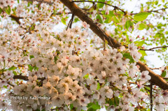 我家の桜、蝦夷山桜