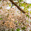 我家の桜、蝦夷山桜
